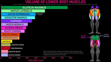 10 Largest Muscles in the Human Body